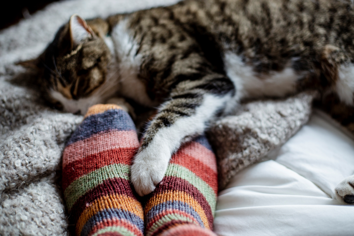 Chat tigré dormant sur des chaussettes rayées colorées.