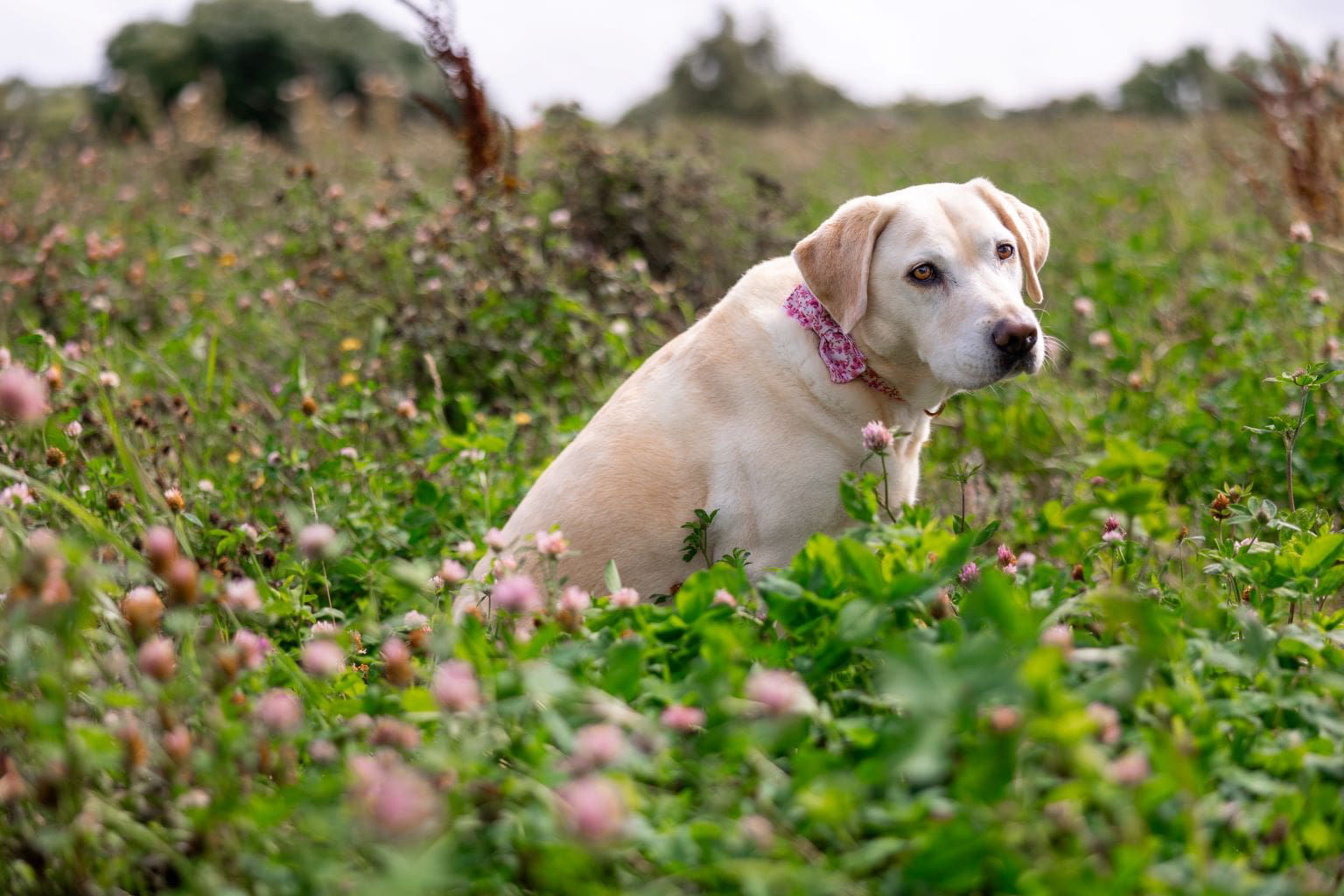 Un Labrador portant un bandana rose assis dans un champ de trèfle.