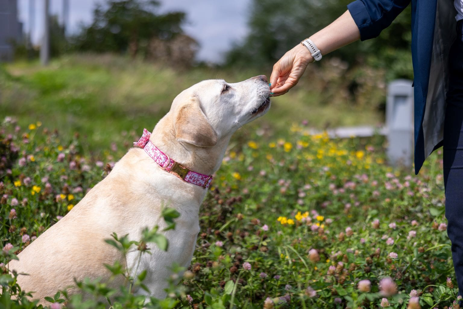 Chien avec un collier rose à qui on donne une gâterie dehors.