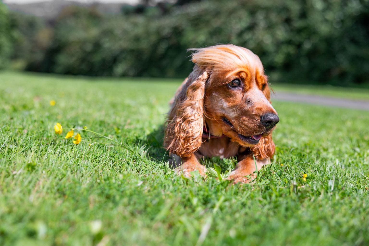 Chiot cocker couché sur un champ d'herbe avec des fleurs jaunes.