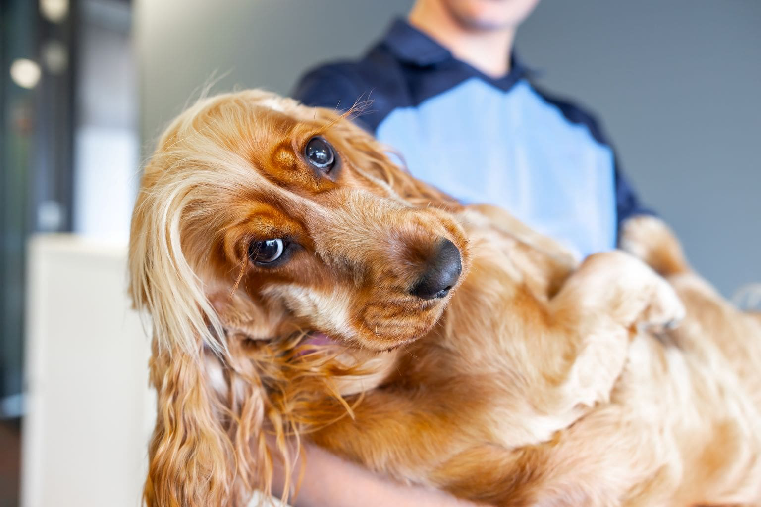 Un cocker spaniel doré tenu dans les bras de quelqu'un.