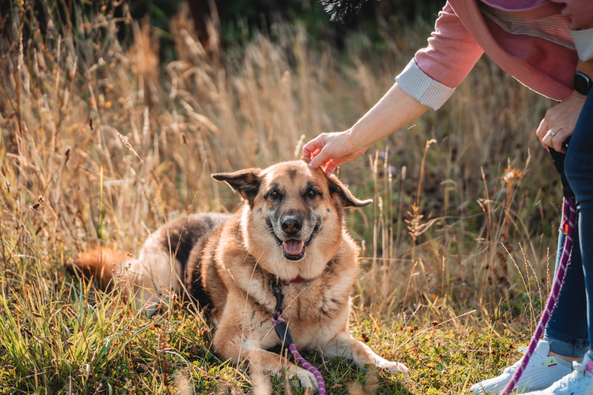 Enfant caressant un chien noir sous le regard d'un adulte, feuillage d'automne en arrière-plan.