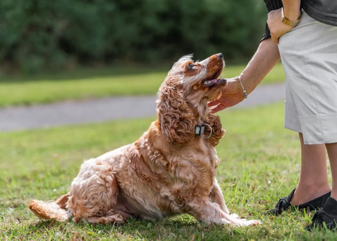 Un cocker spaniel doré assis dans l'herbe, regardant une personne.
