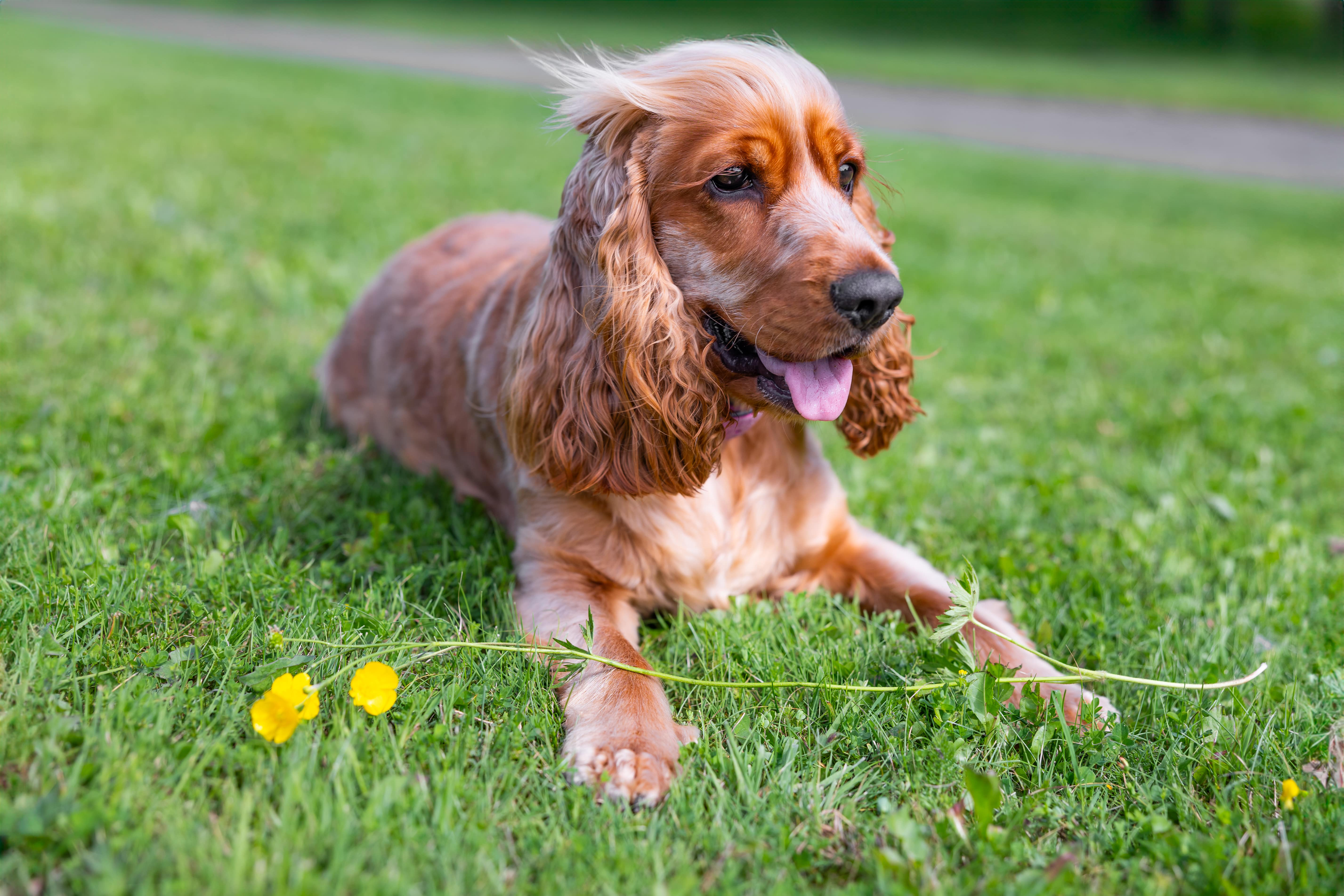 Golden retriever couché sur l'herbe avec des fleurs jaunes.