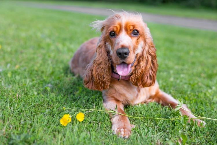 Cocker Spaniel heureux couché sur l'herbe près de fleurs jaunes.