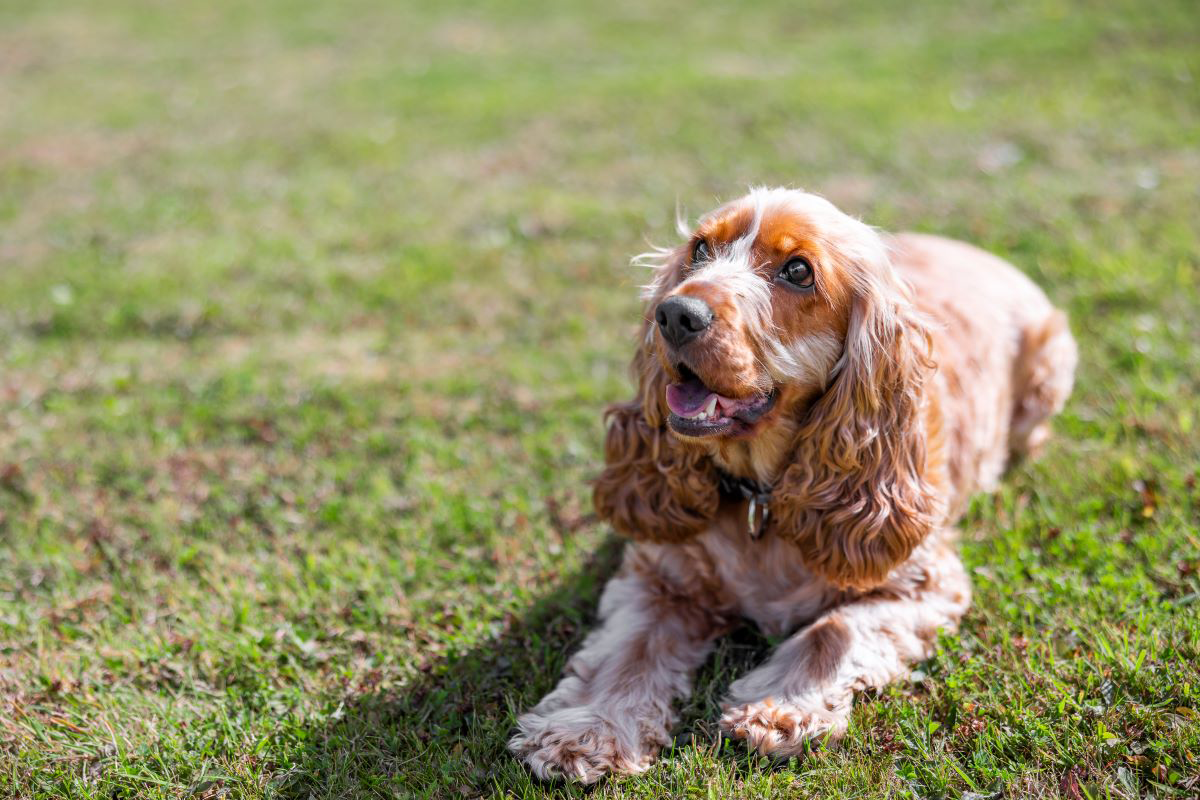 Chien cocker spaniel assis sur l'herbe verte.