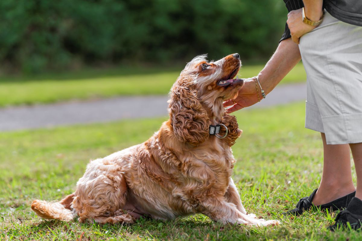 Un chien assis sur l'herbe se faisant caresser par une personne.