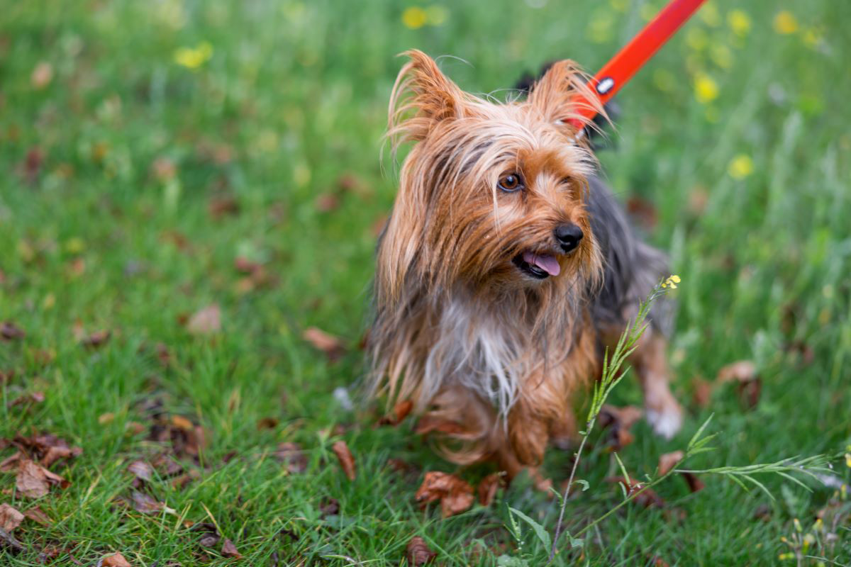 Yorkshire Terrier en laisse debout sur l'herbe.