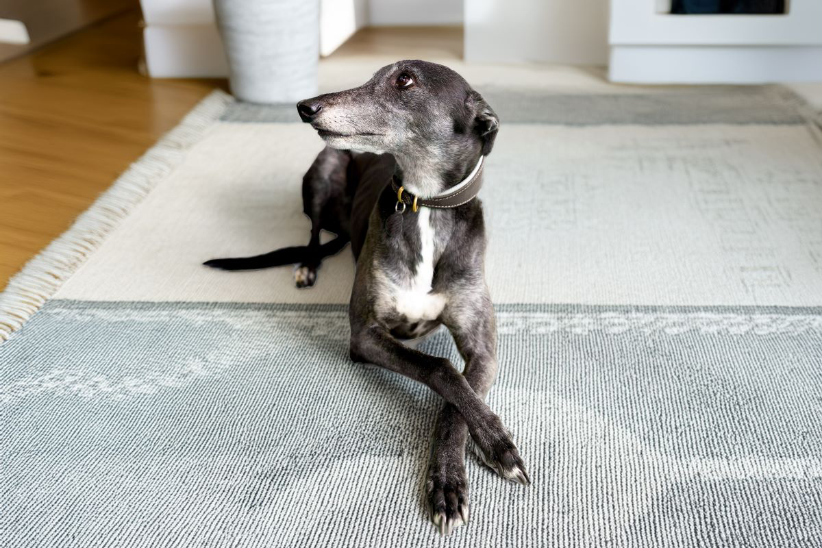 Lévrier couché sur un tapis à motifs, regardant sur le côté.