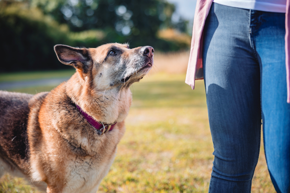 Chien portant un collier violet regarde la personne en jean.