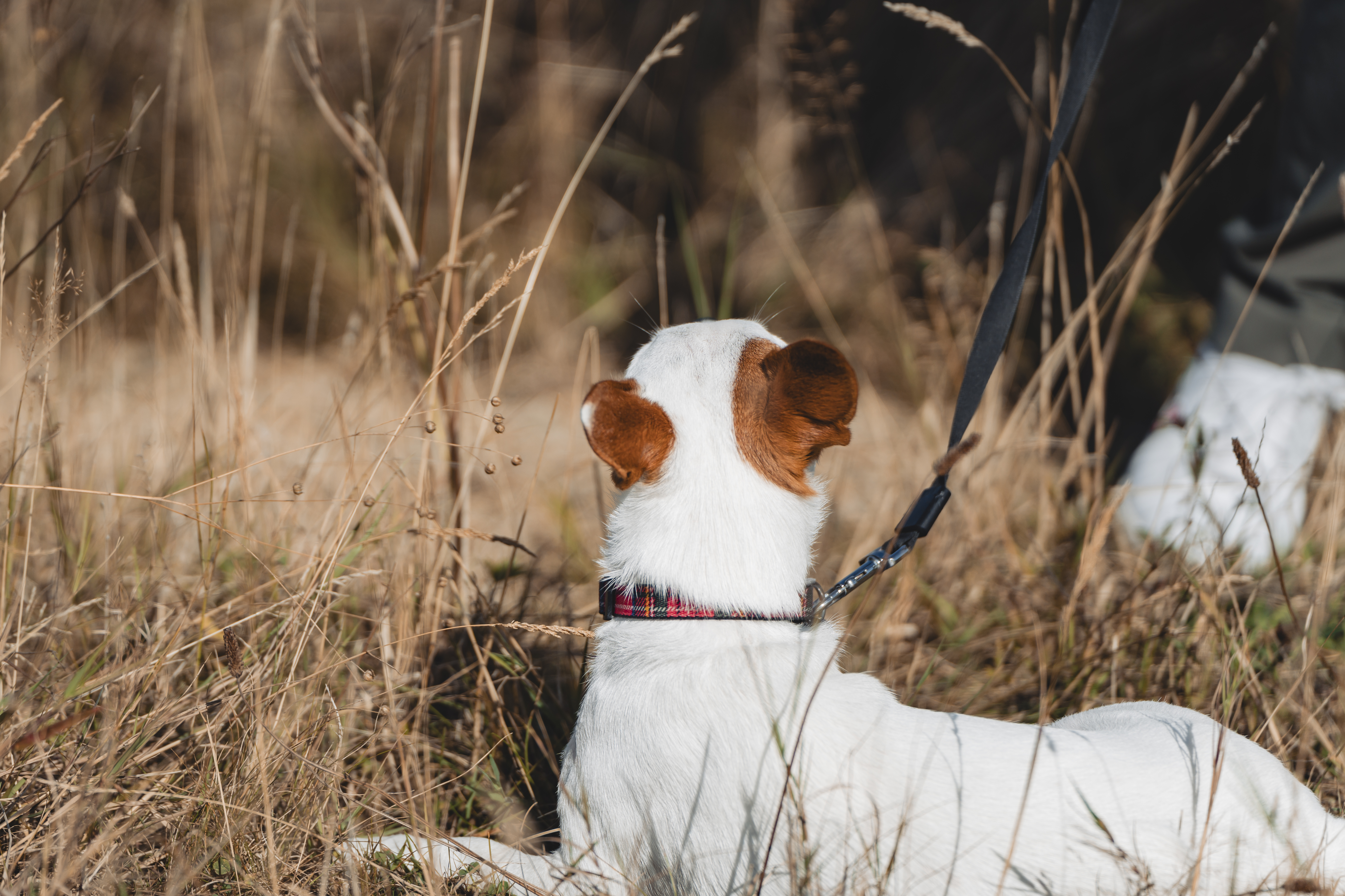 Chien blanc aux oreilles brunes en laisse dans les hautes herbes.