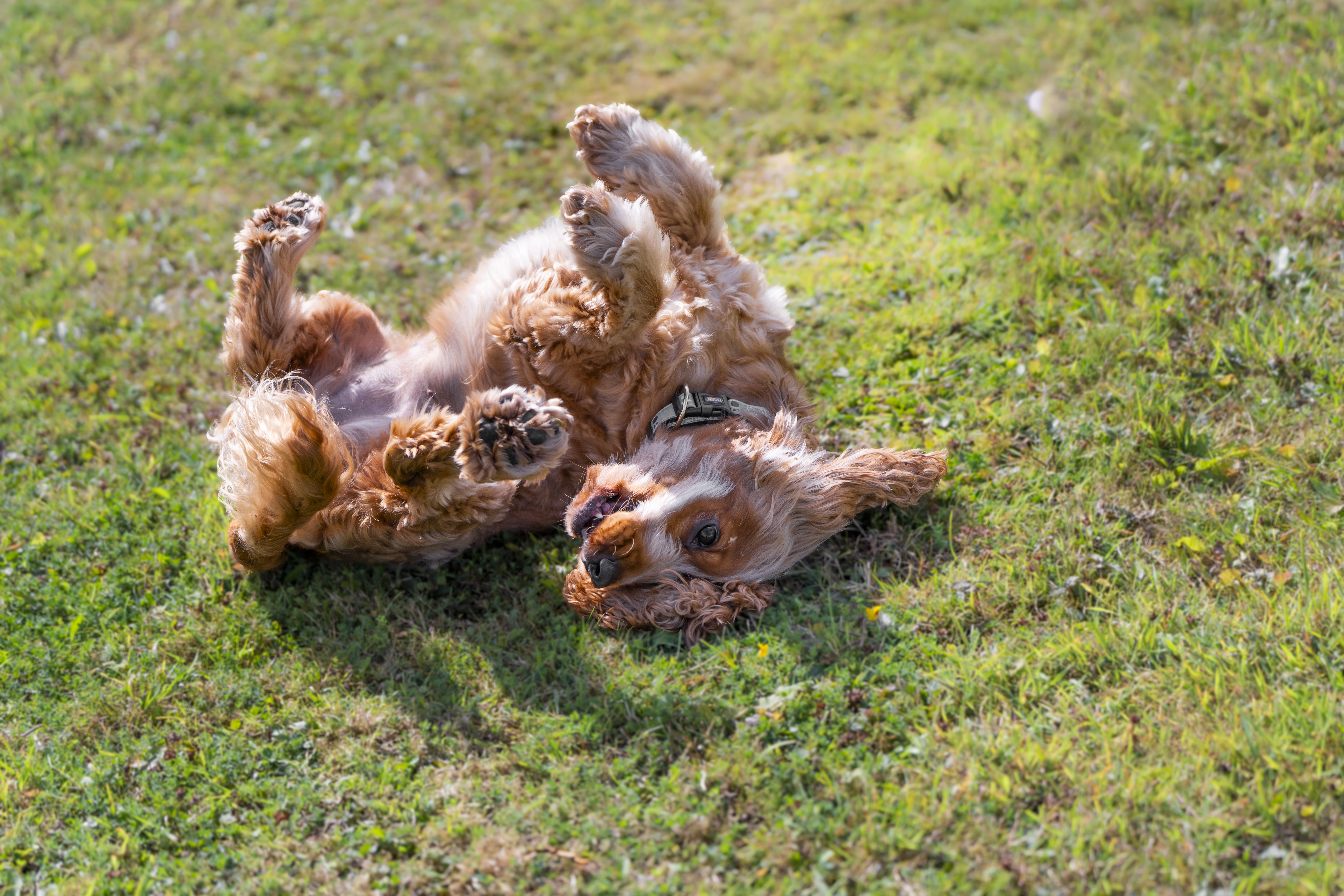 Chien heureux roulant sur l'herbe au soleil.