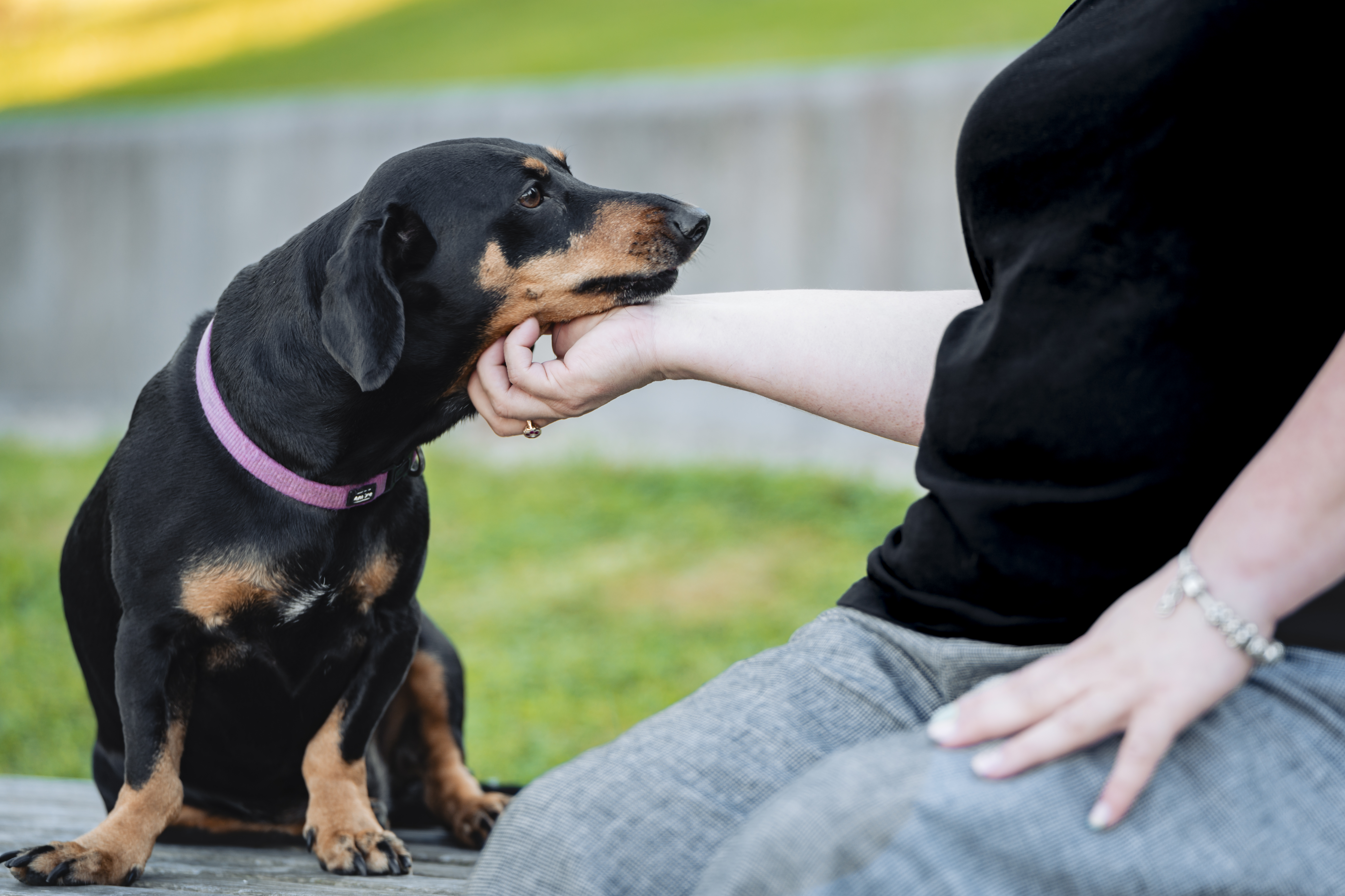 Personne caressant un chien noir et feu portant un collier violet.