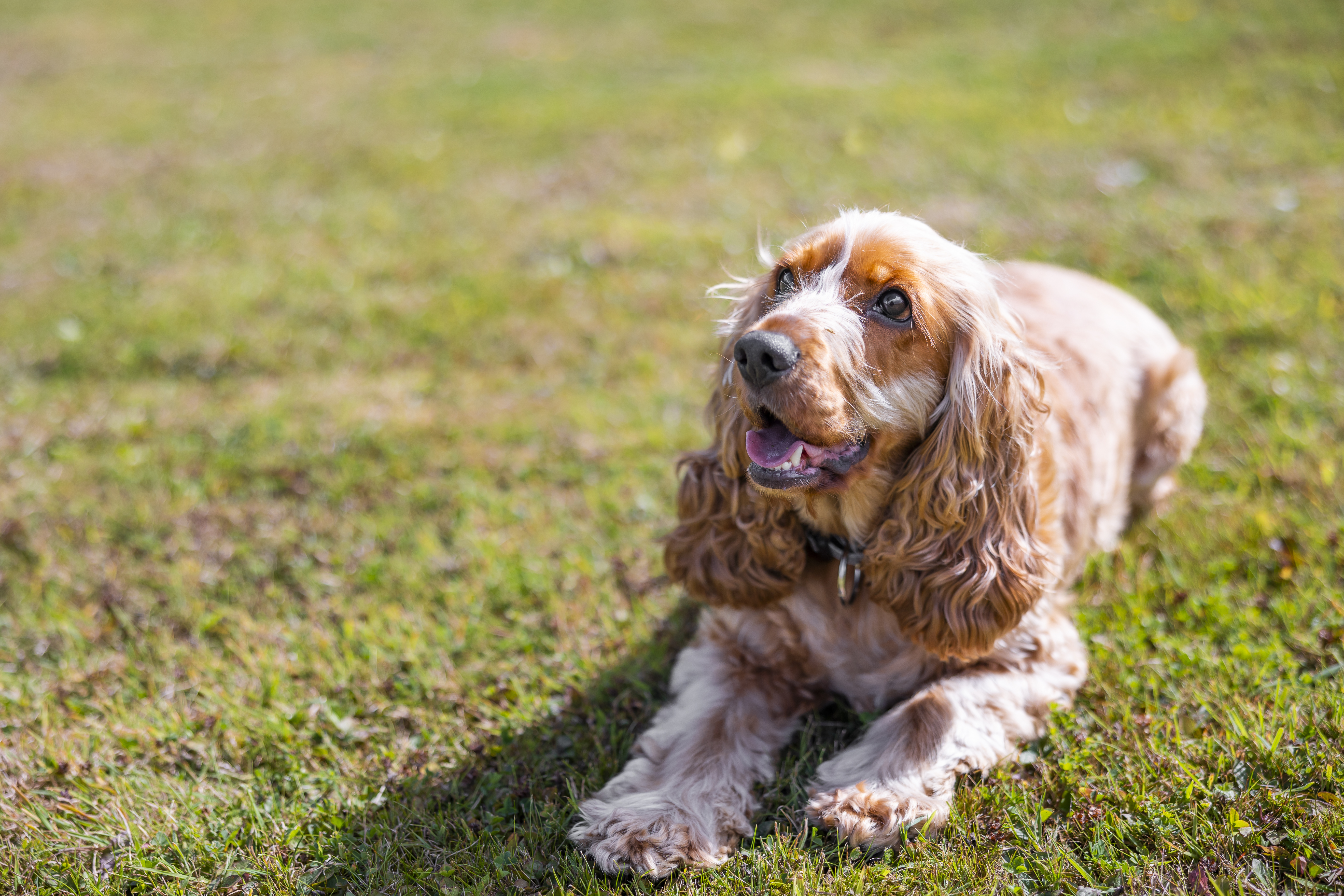 Cocker Spaniel doré couché sur l'herbe à l'extérieur