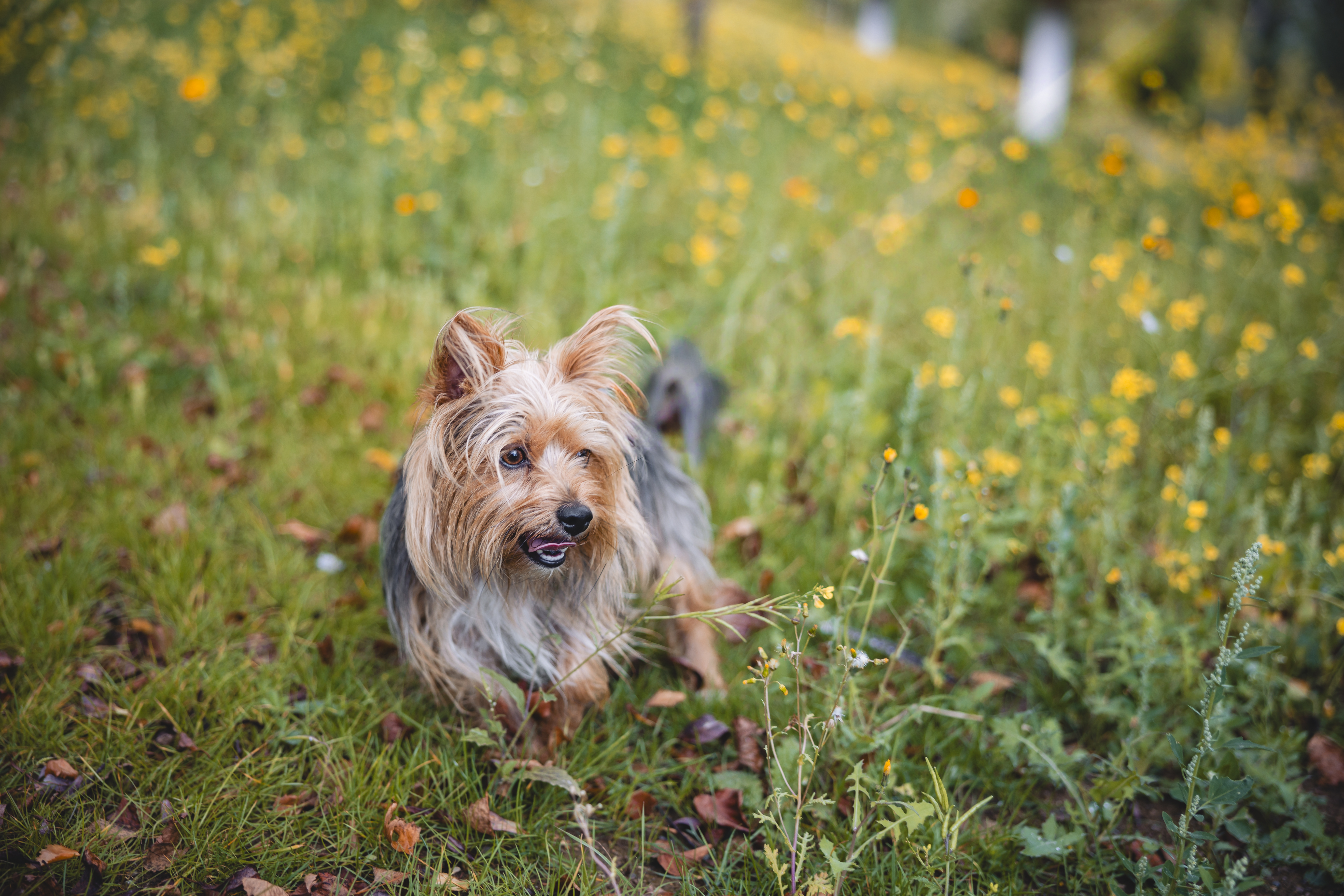 Un chien assis sur l'herbe, la langue sortie, l'air heureux et détendu par une journée ensoleillée.