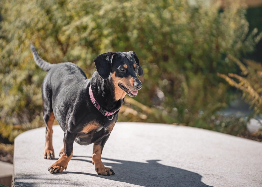 Petit chien noir et feu debout sur un rebord de pierre au soleil.