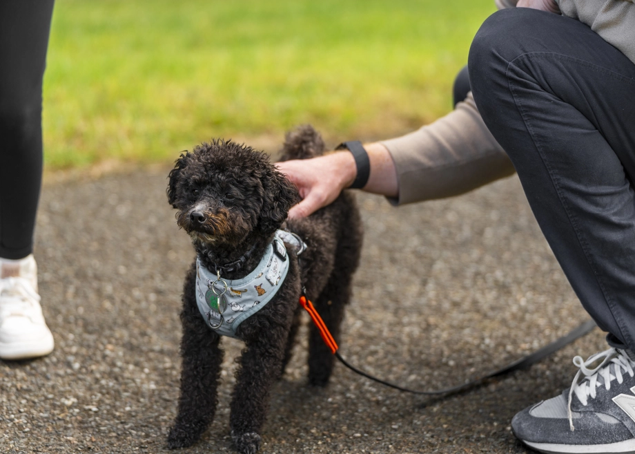 Petit chien noir en laisse caressé par une personne à l'extérieur.