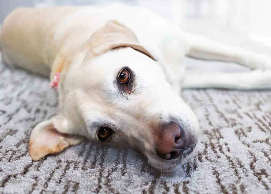 Gros plan sur un labrador retriever jaune couché sur le dos sur un tapis gris texturé, regardant directement l'objectif la tête légèrement inclinée.
