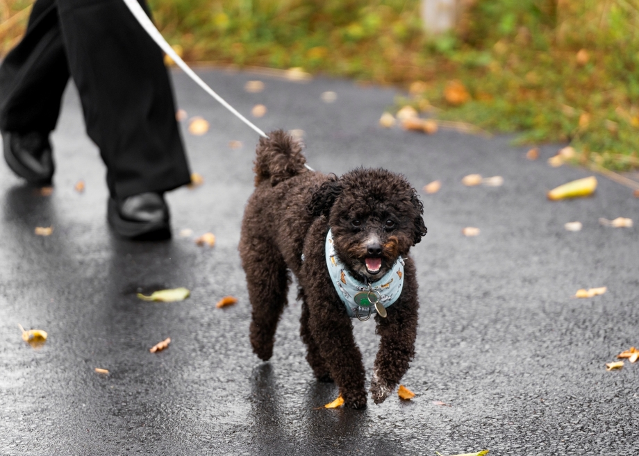 Petit chien noir avec un bandana, en laisse, lors d'une promenade.