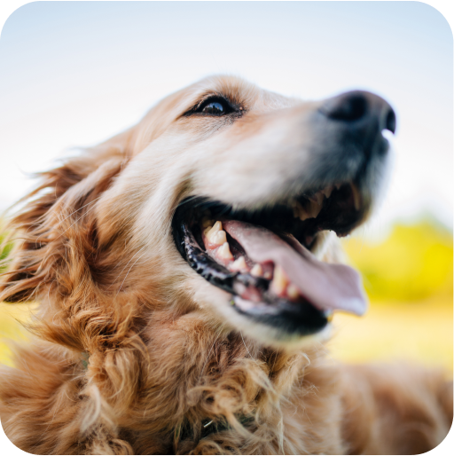 Gros plan sur un chien détendu