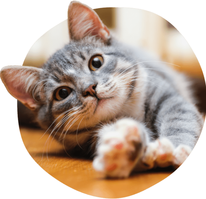 Chat tigré gris qui s’étire sur le sol en bois.