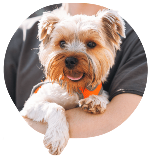 Petit chien au pelage brun et blanc tenu par une personne.