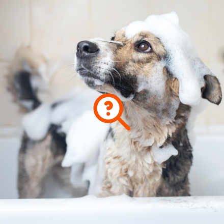Chien dans une baignoire couvert de mousse de savon
