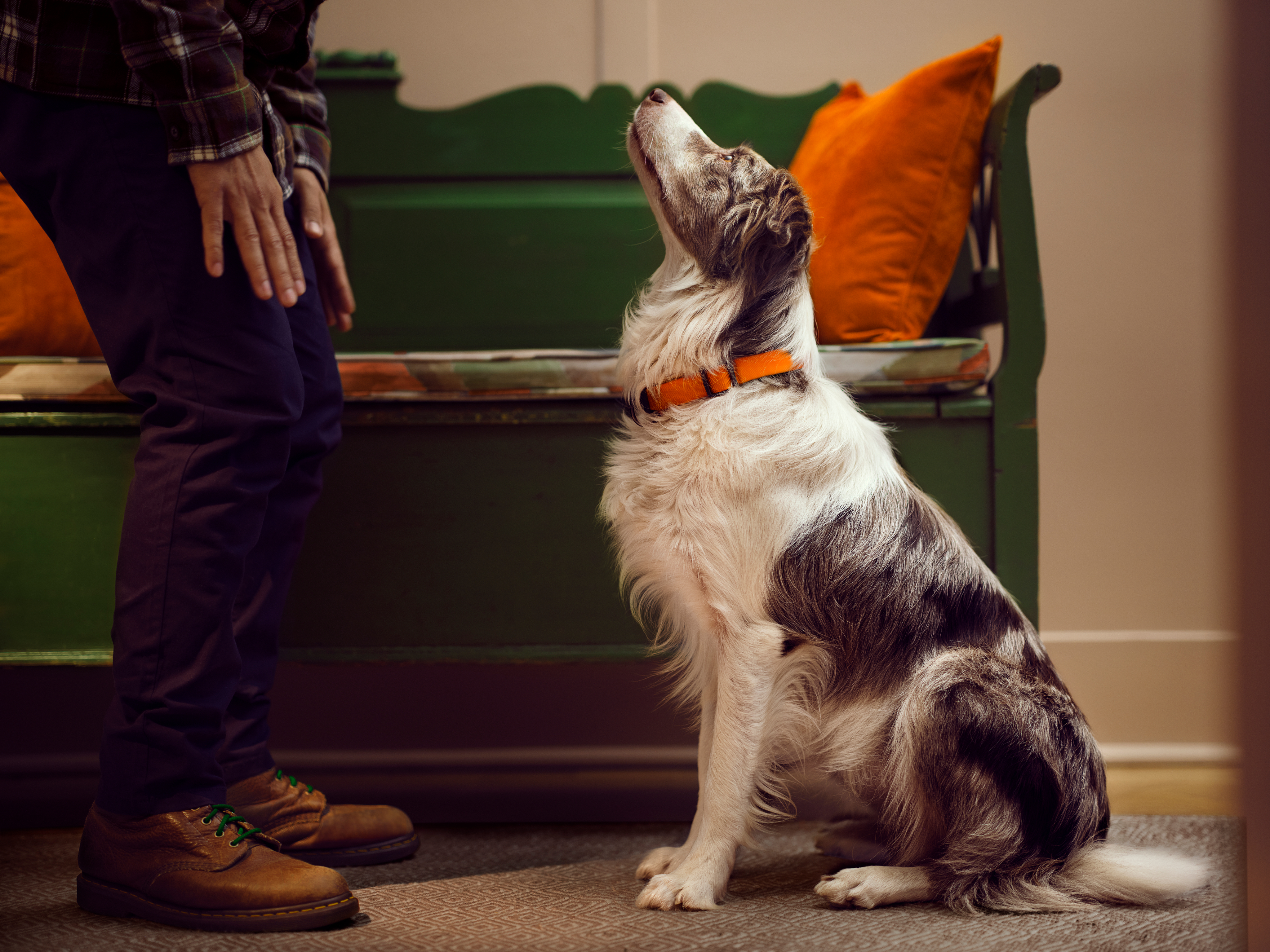 Chien regardant son propriétaire