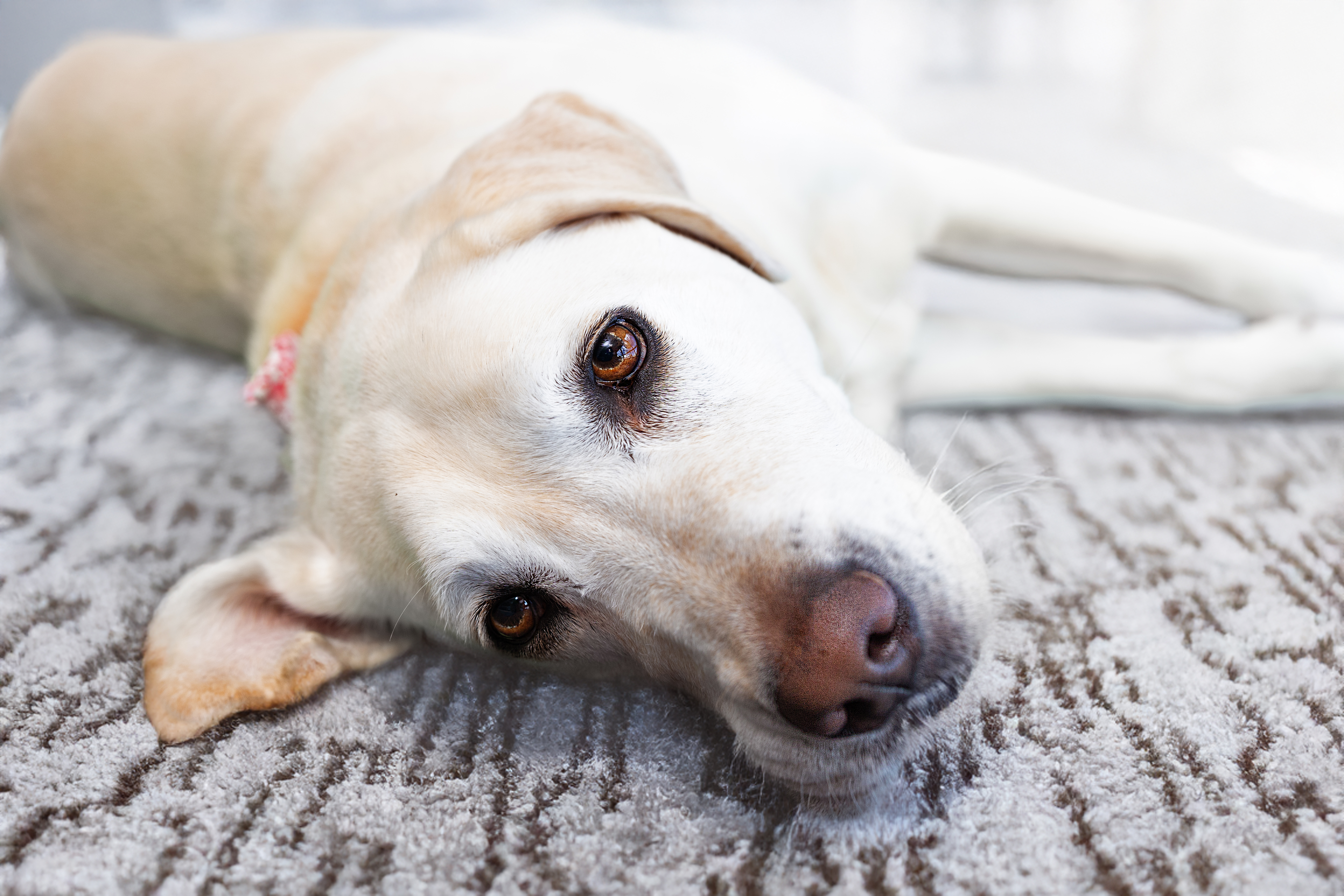Labrador retriever allongé sur un tapis texturé, regardant la caméra.