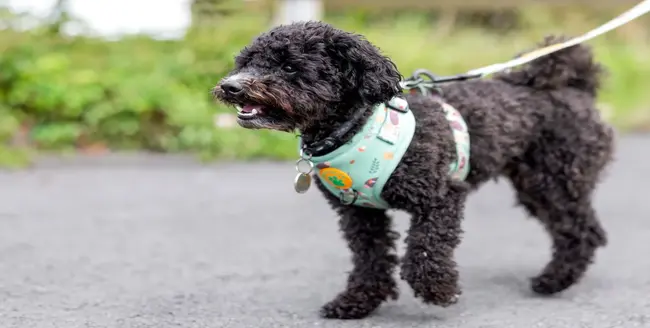 Chien brun avec un bandana rouge levant les yeux.
