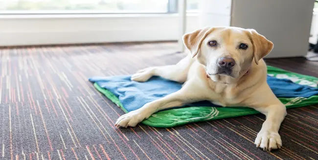 Chien brun et blanc portant un harnais rose, allongé.