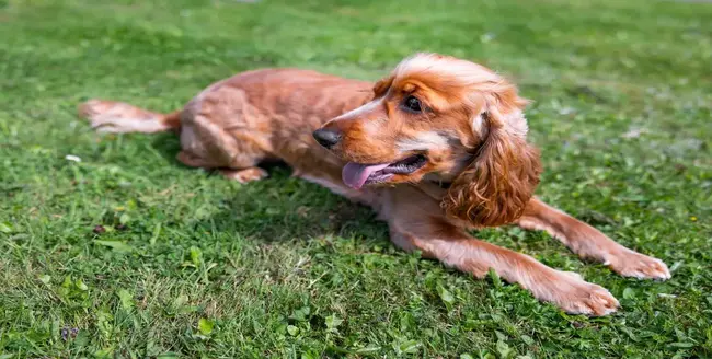 Labrador retriever levant les yeux, la bouche ouverte, sur fond gris.