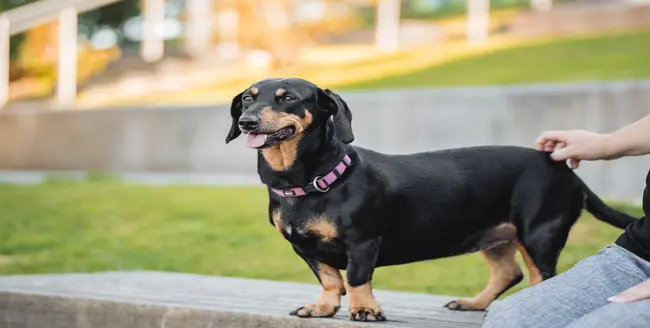 Gros plan d’un Labrador retriever curieux avec un collier rose.