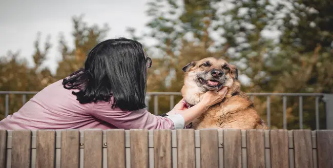 Labrador retriever jaune penchant la tête sur fond gris.