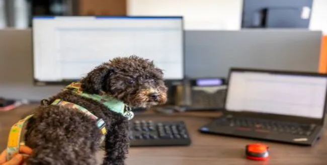 Cocker spaniel doré allongé sur un fond blanc.