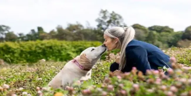 Chien brun heureux avec un pelage duveteux sur fond blanc.
